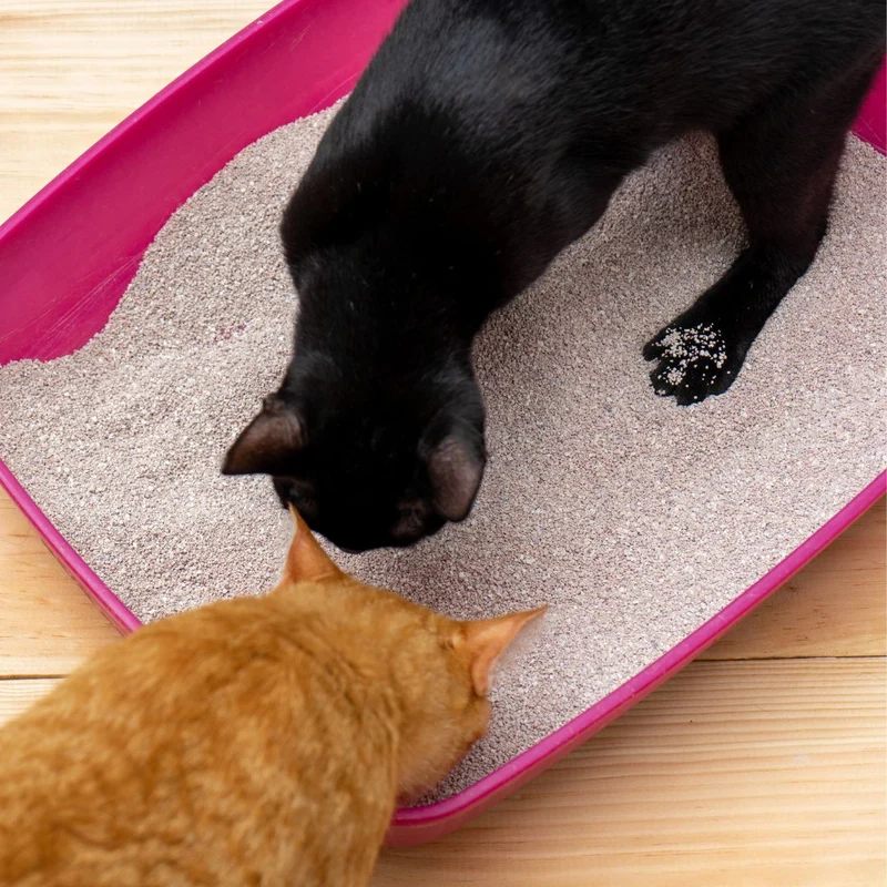 PetSana ClumpCat Baby Powder 10l