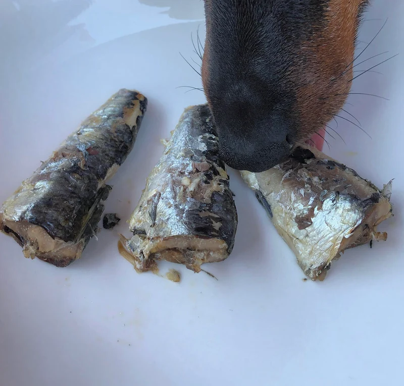 Canumi Dog Sardinas al Natural 100g