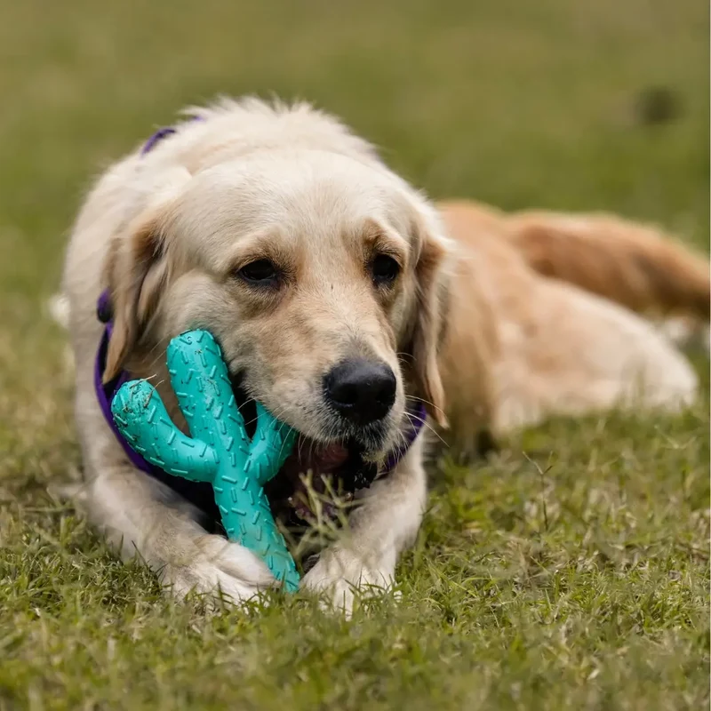 Freedog Goma Cactus