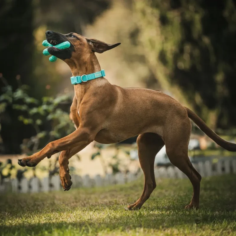 Freedog Goma Cactus