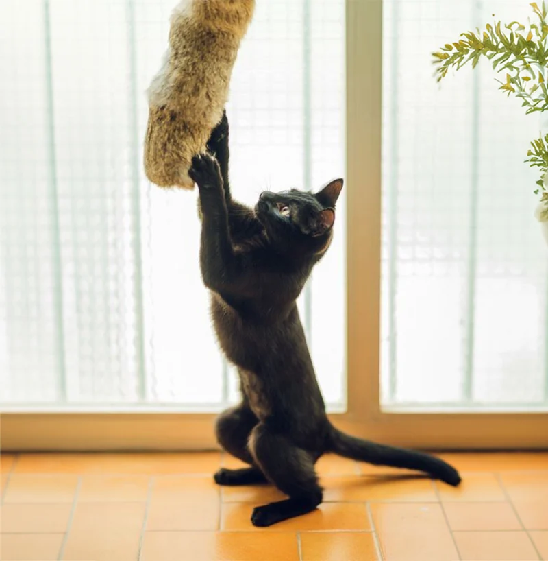 GloriaPets Cat Toy "Cojín Eero 24cm"