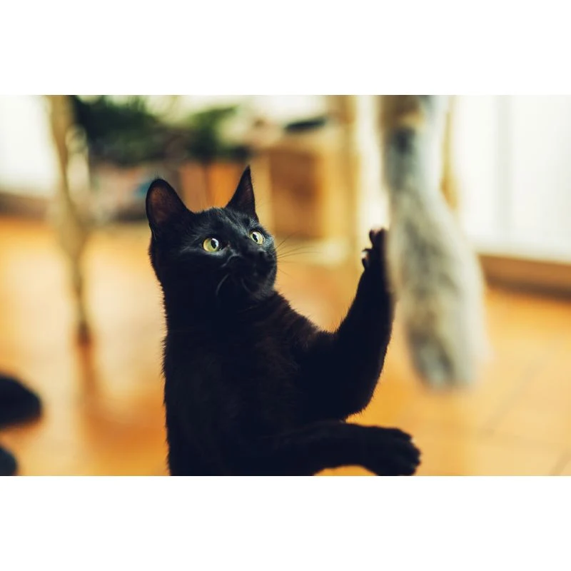 GloriaPets Cat Toy "Caña Niemeyeer"