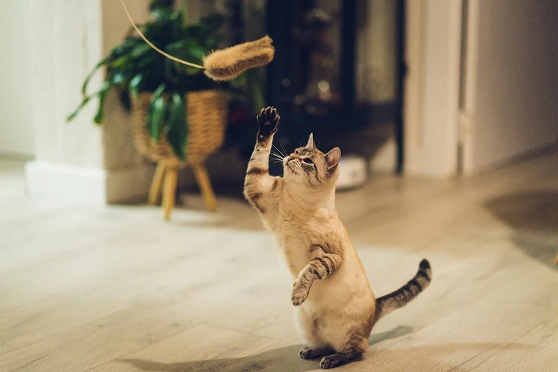 GloriaPets Cat Toy "Caña Shigeru"
