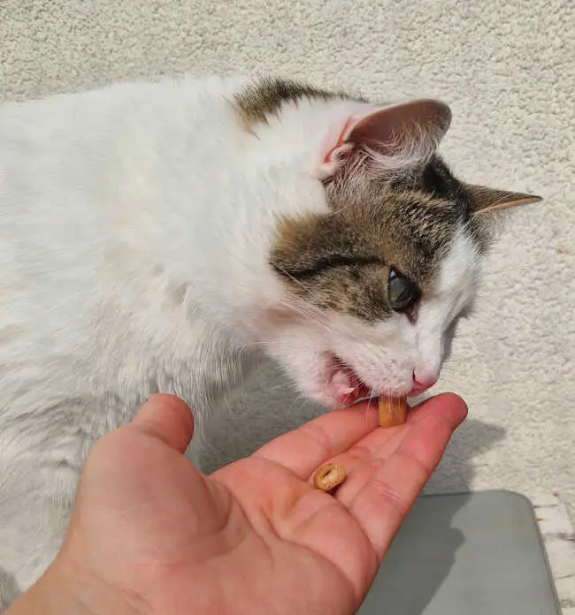 Inaba Cat Churu Bites Pollo y Atún con Vieiras 3x10g
