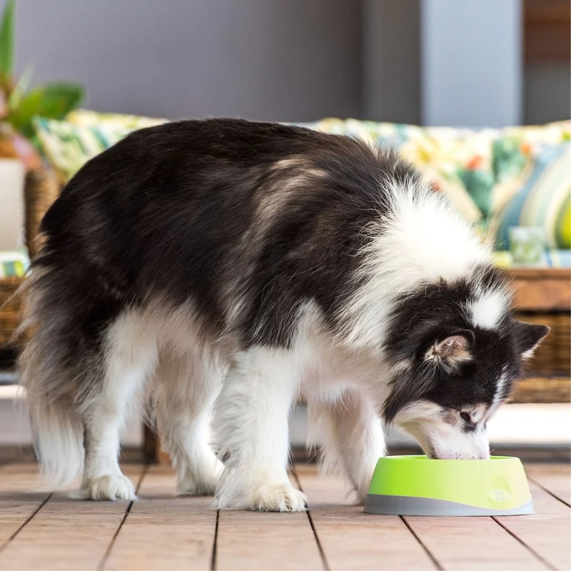 LickiMat Dog Oh Bowl